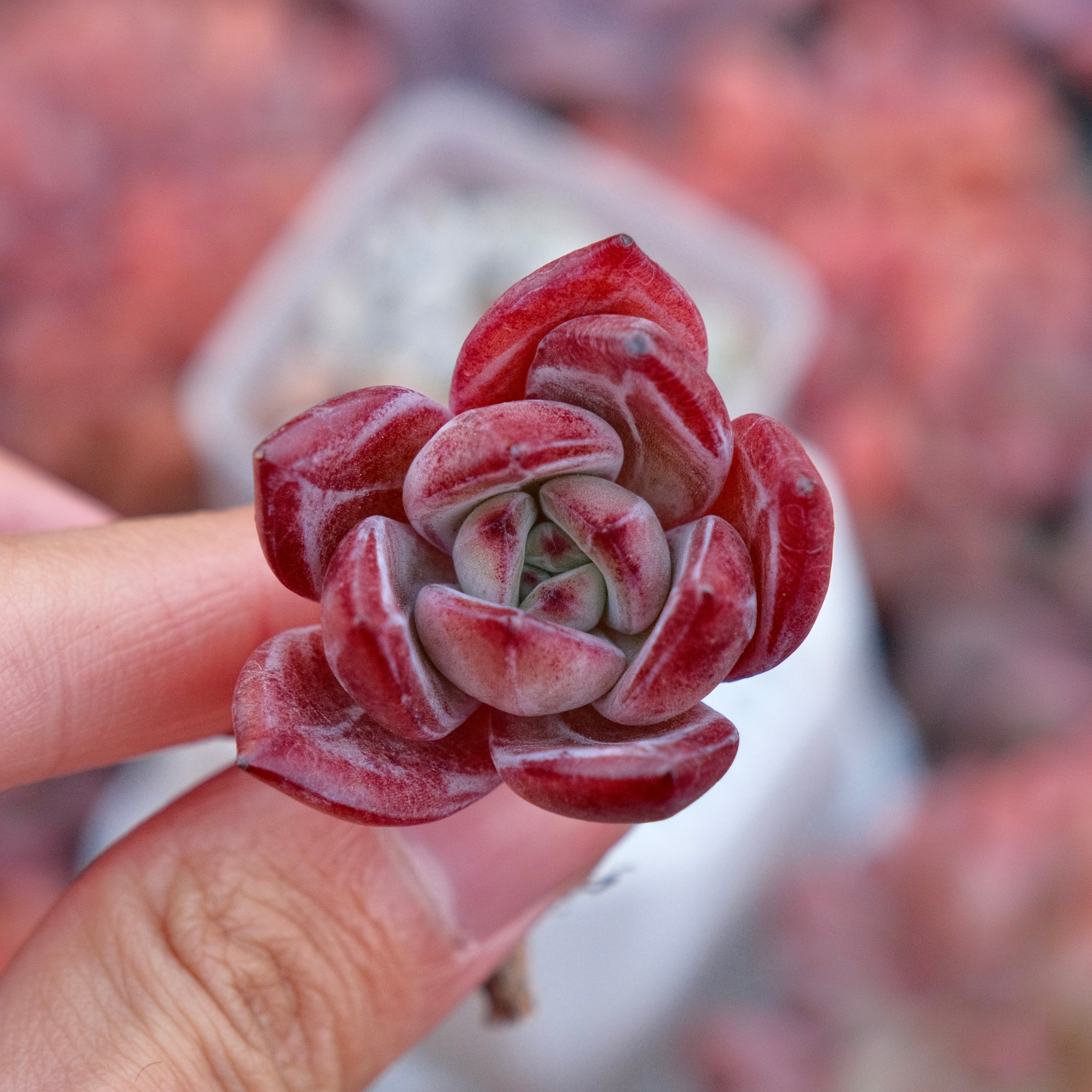 Echeveria Elisab Korean Succulent Plant