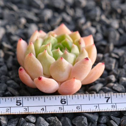 Mystery Hybrid Imported Succulent Plant
