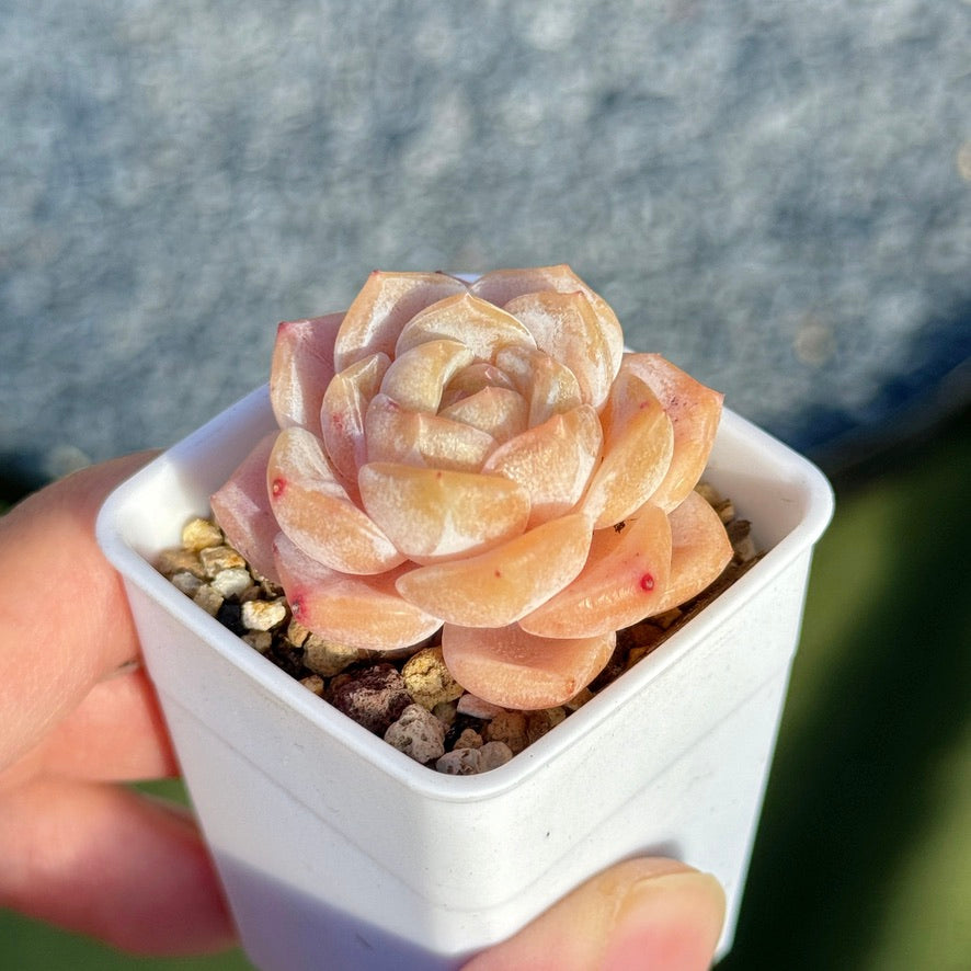 Echeveria Hyalina hybrid Succulent Plant
