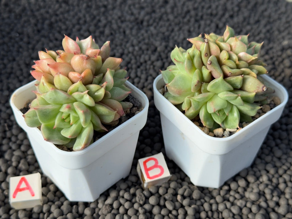 Echeveria Tesla Imported Succulent Plant