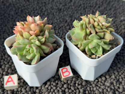 Echeveria Tesla Imported Succulent Plant