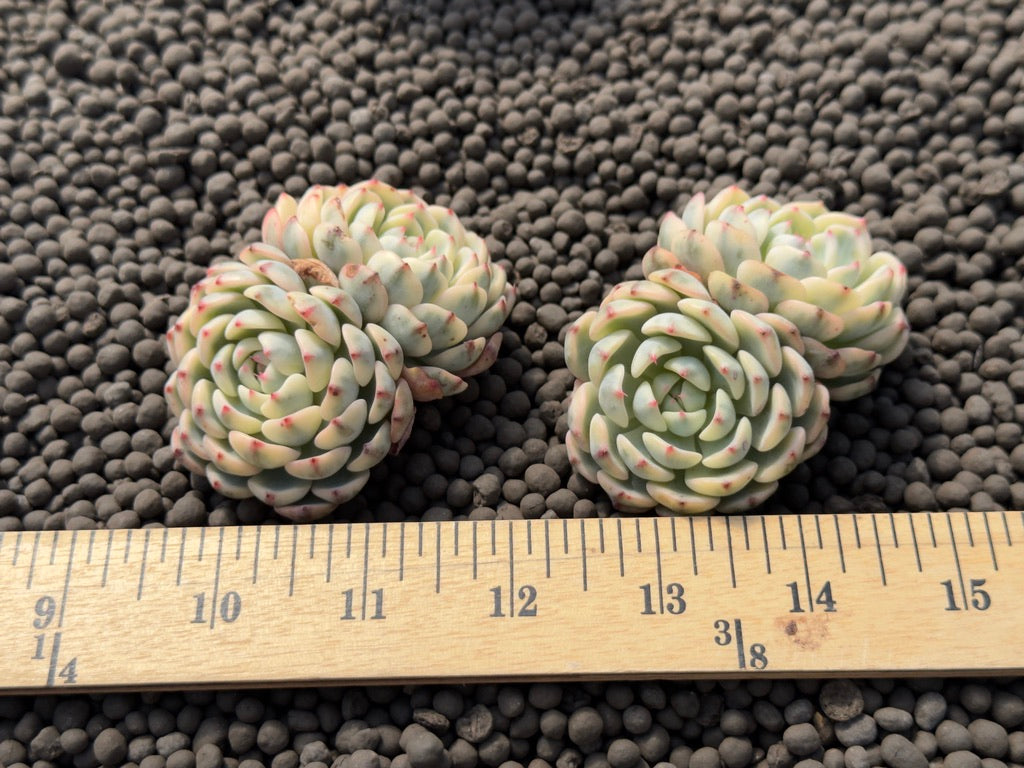 Variegated Echeveria Minima Imported Succulent Plant