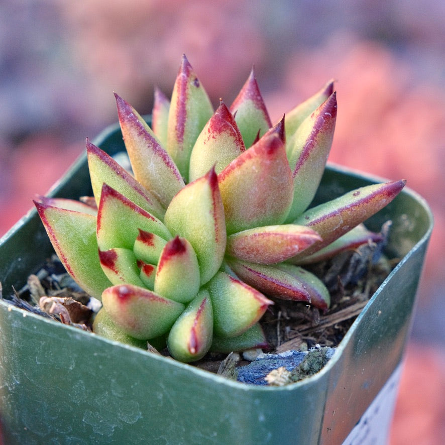 Echeveria agavoides Maria Succulent Plant
