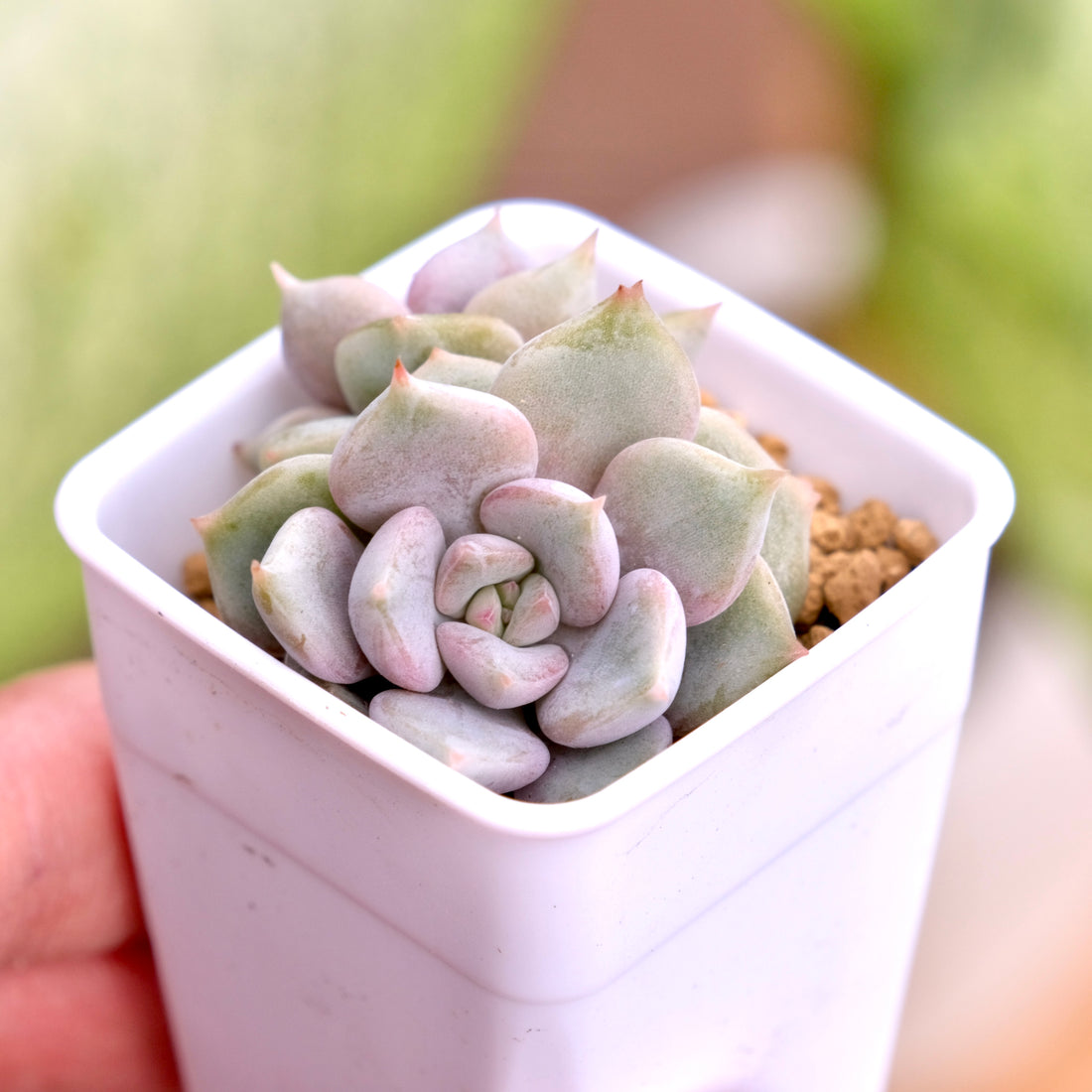 Echeveria Pastel Leon Korean Succulent Plant
