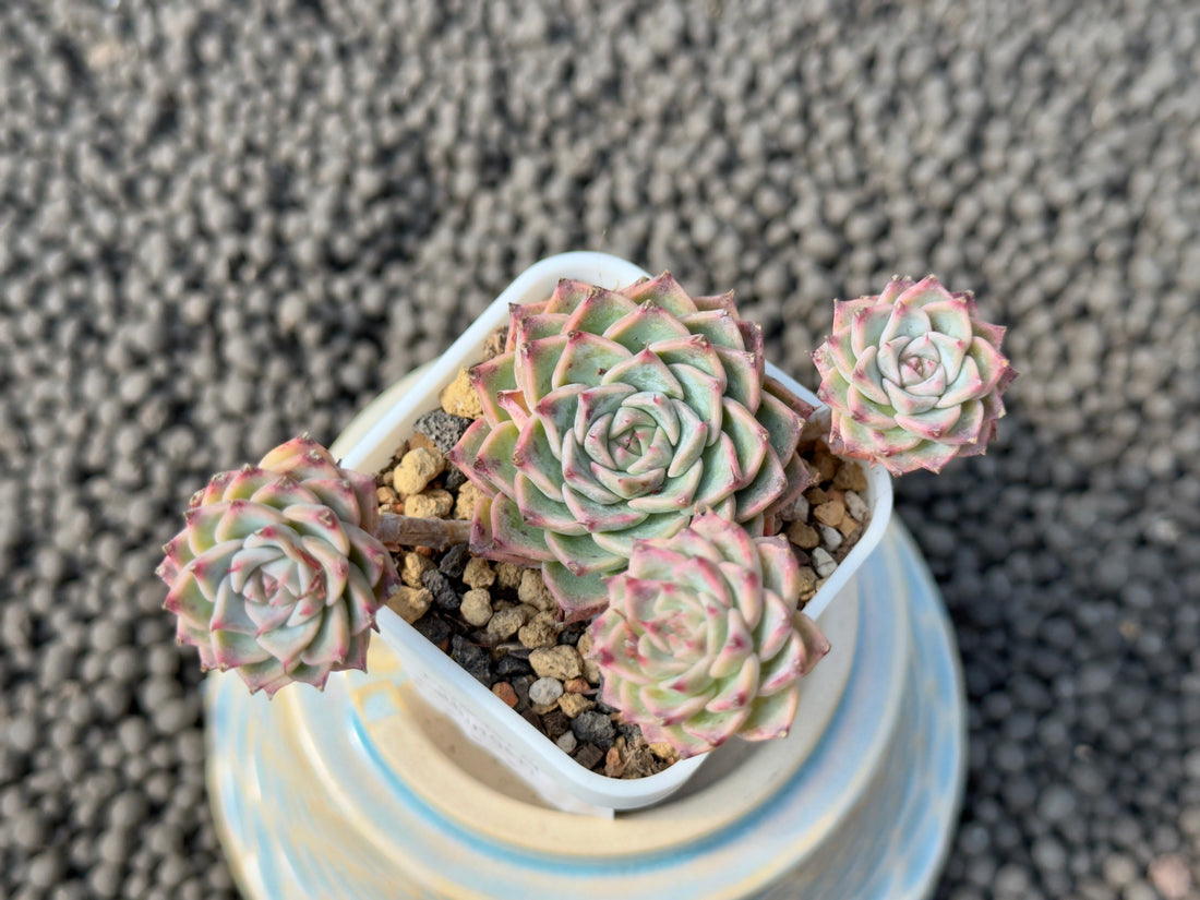 Echeveria halbingeri Imported Succulent Plant