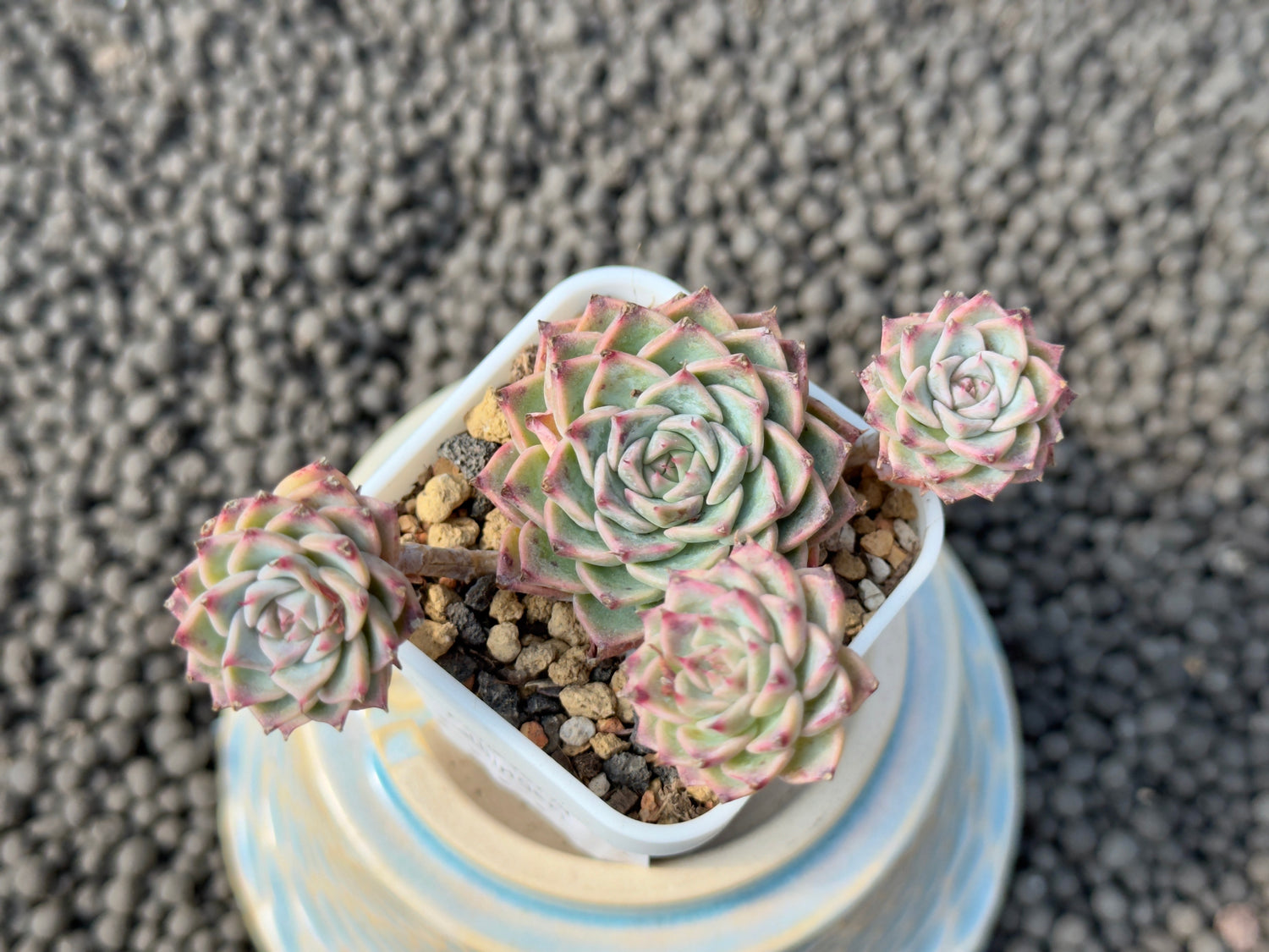 Echeveria halbingeri Imported Succulent Plant