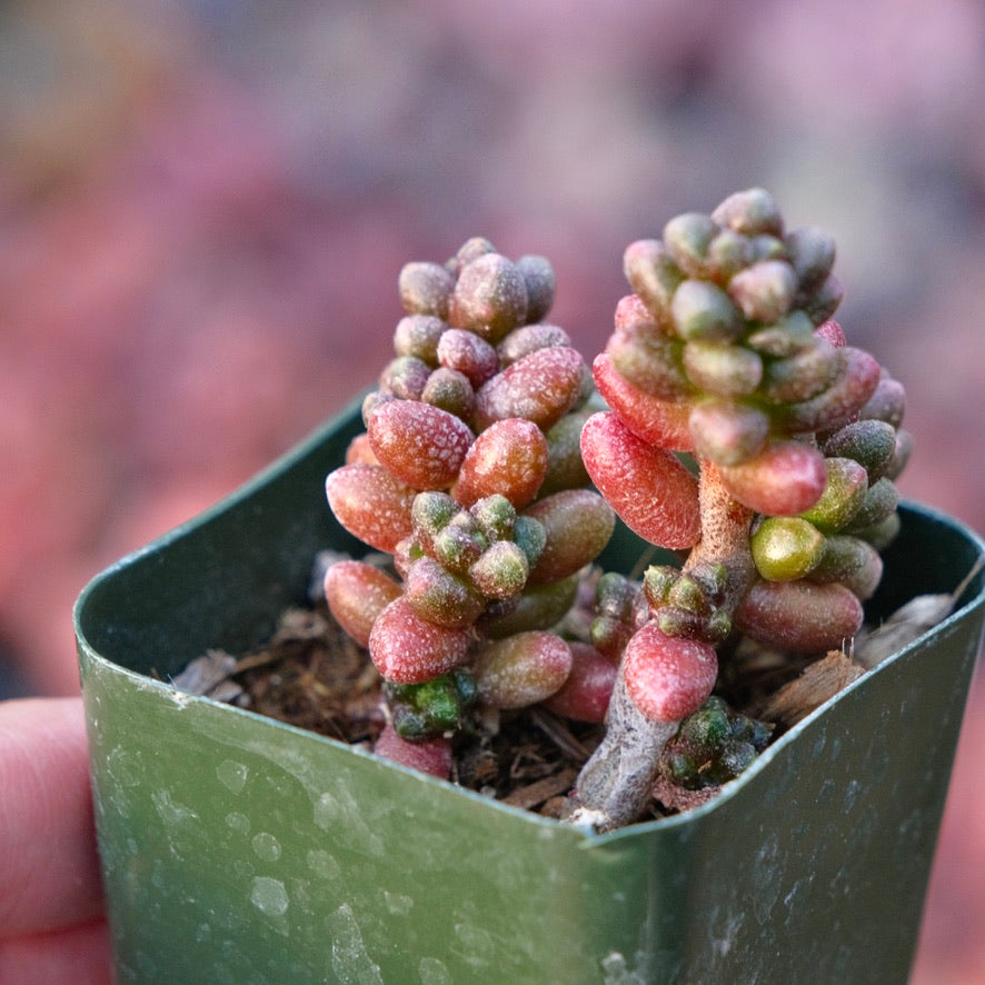 Sedum furfaceum Succulent Plant