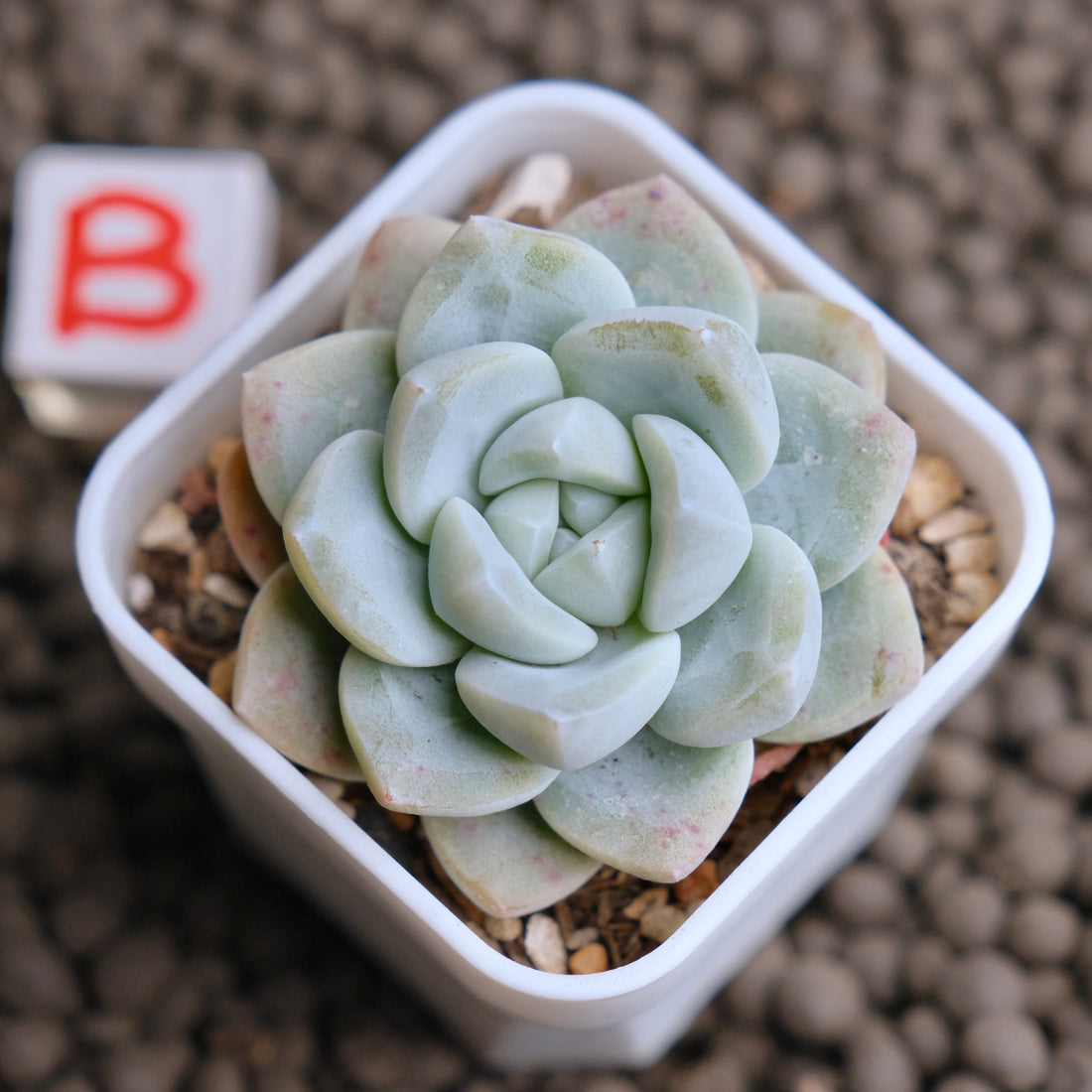 Echeveria Ice Green Imported Succulent Plant - B