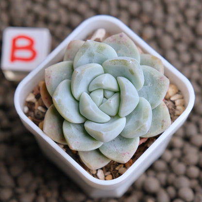 Echeveria Ice Green Imported Succulent Plant - B