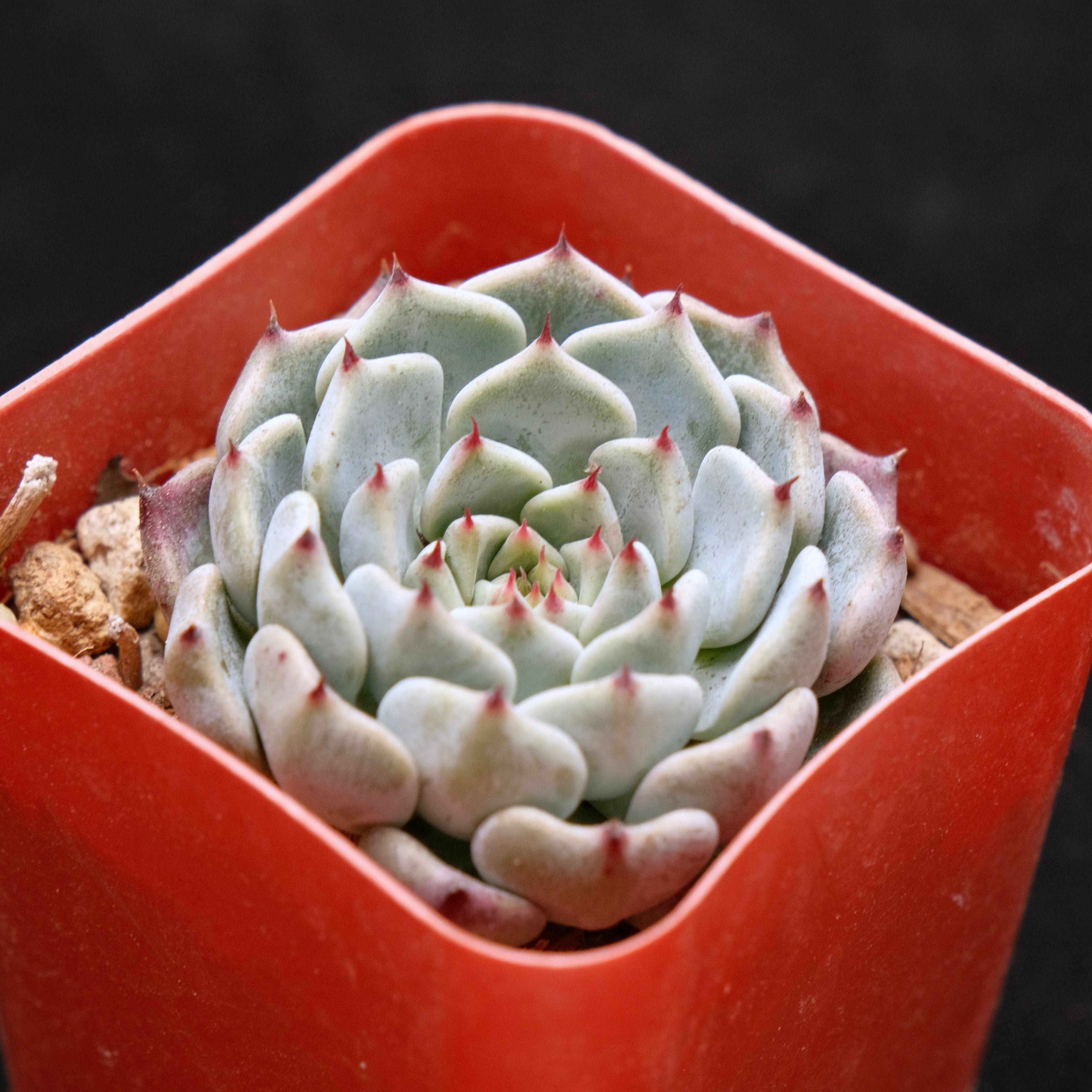 Echeveria Sarahime Korean Succulent Plant