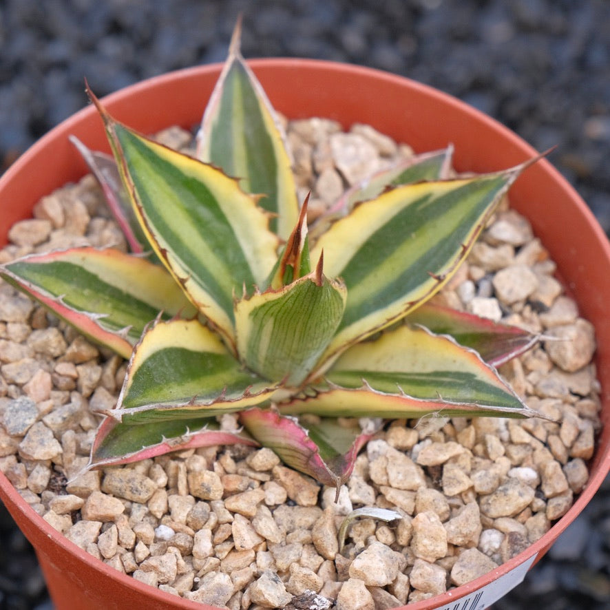 Variegated Agave Quadricolor Succulent Plant