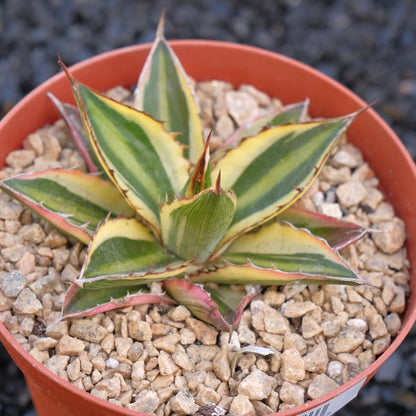 Variegated Agave Quadricolor Succulent Plant