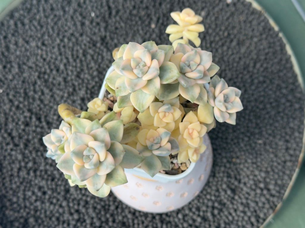 Variegated Gratpoveria Titubans Imported Succulent Plant
