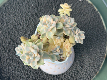 Variegated Gratpoveria Titubans Imported Succulent Plant
