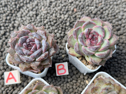 Echeveria Primelli Korean Succulent Plant