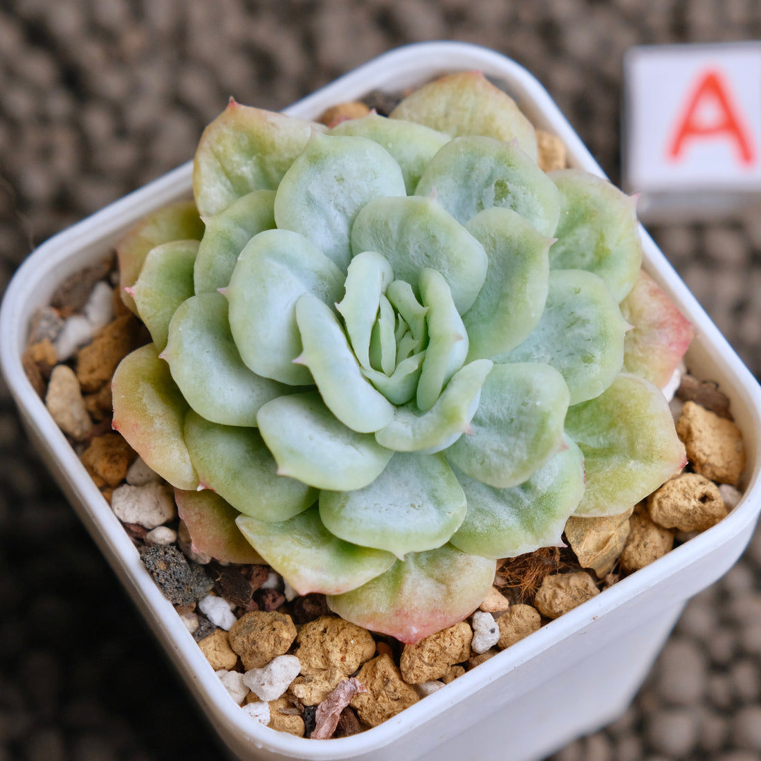 Monstrose Echeveria Bubble Rose Imported Succulent Plant - A