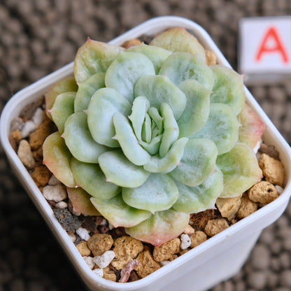 Monstrose Echeveria Bubble Rose Imported Succulent Plant - A