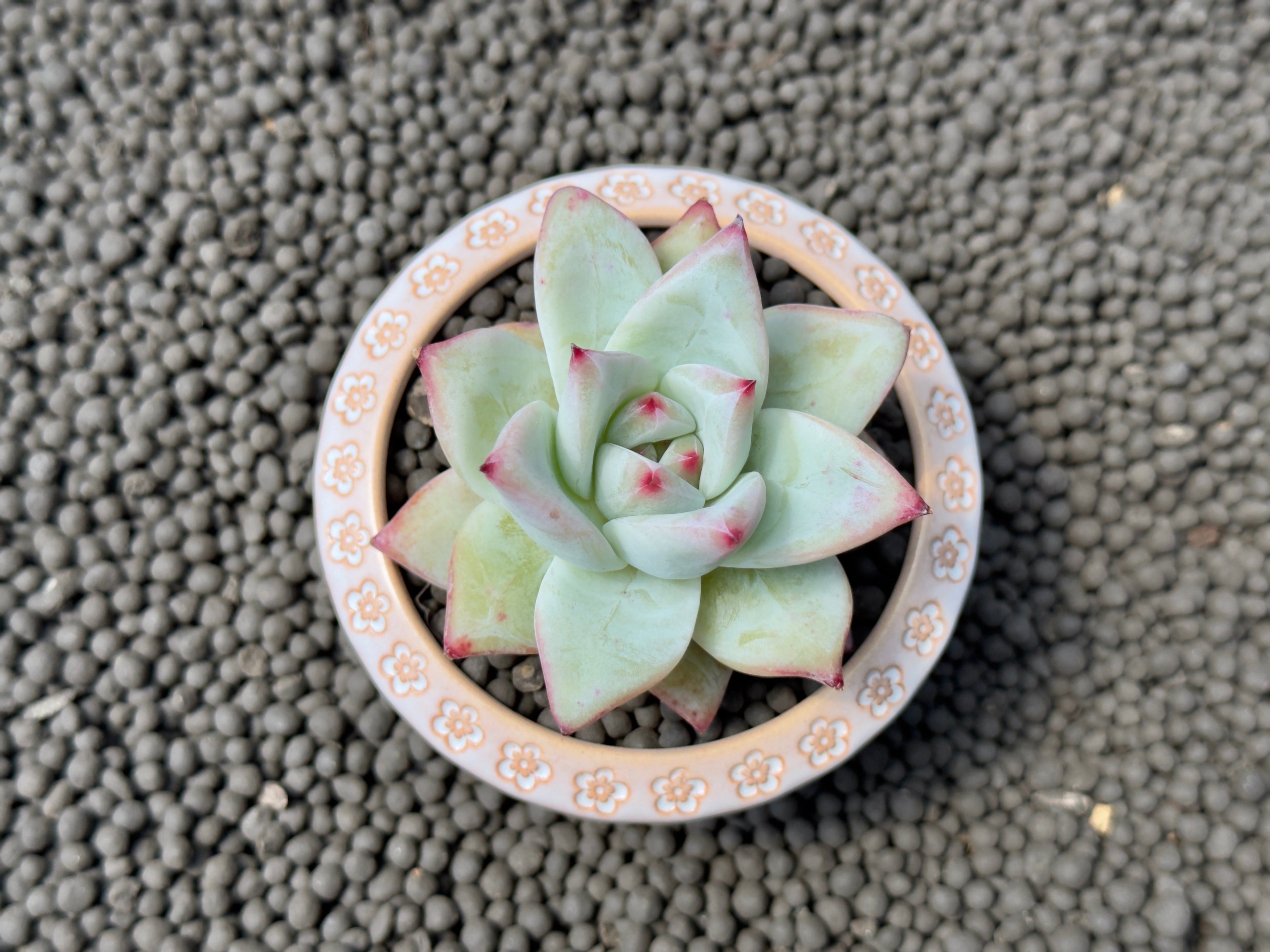Echeveria colorata Tapalpa Imported Succulent Plant