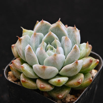 Echeveria Moire Korean Succulent Plant Changhee Hybrid