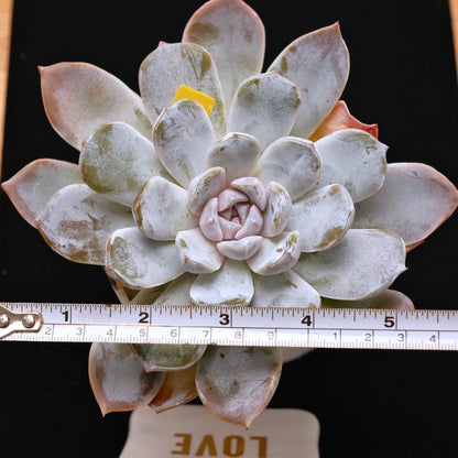 BIG Echeveria Polar Rose Korean Succulent Plant Hwaga Hybrid