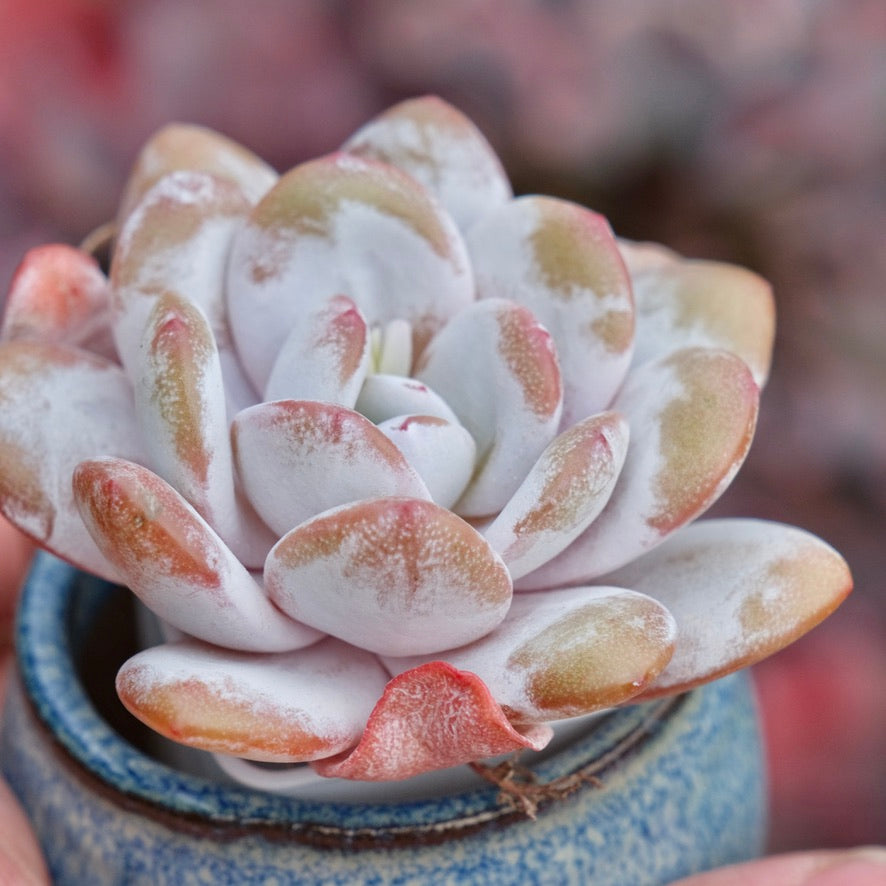 Echeveria laui Imported Succulent Plant