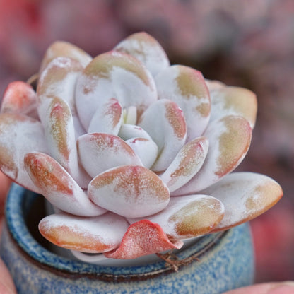 Echeveria laui Imported Succulent Plant