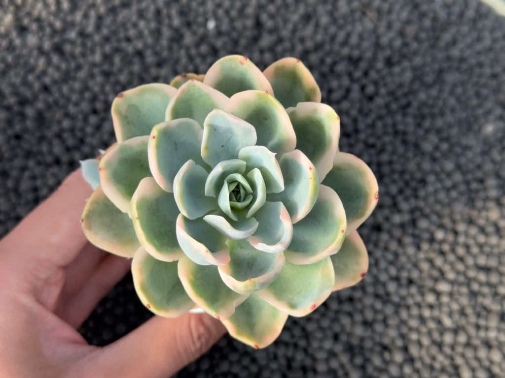 Variegated Echeveria Pink Vera Imported Succulent Plant