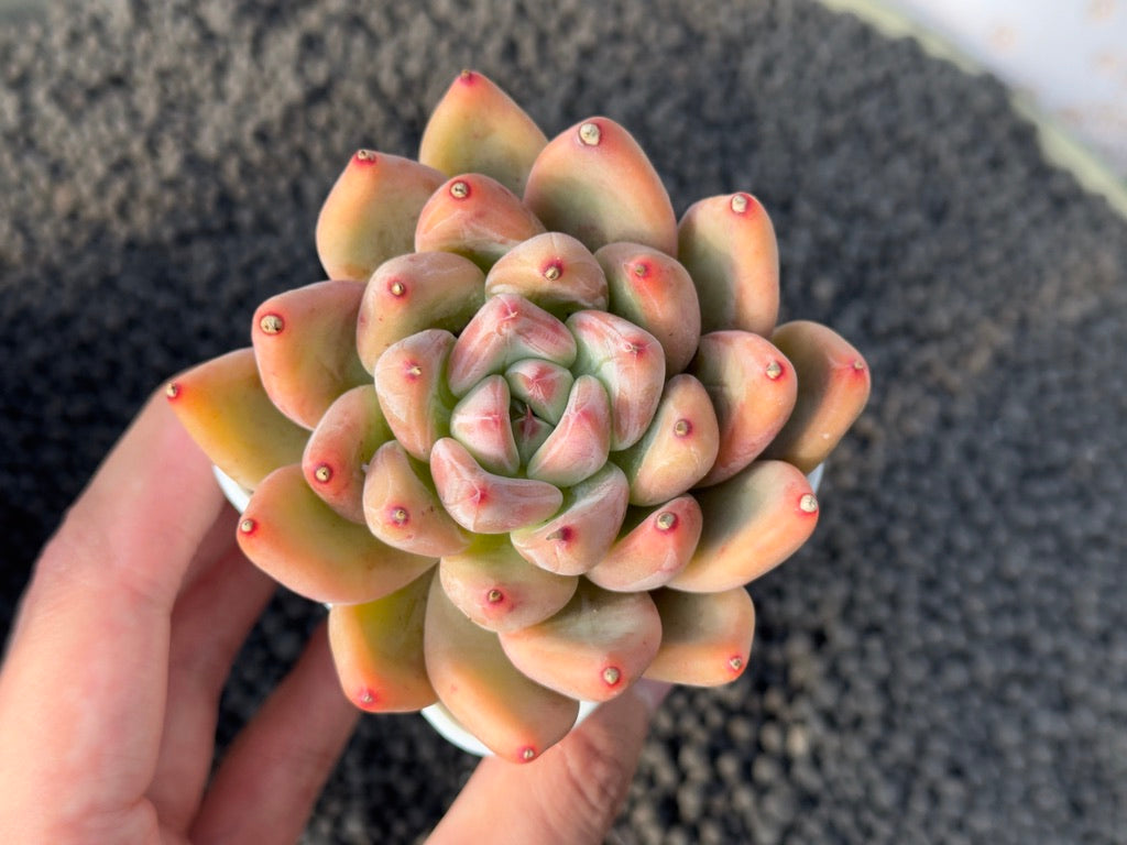 Echeveria Pena Korean Succulent Plant