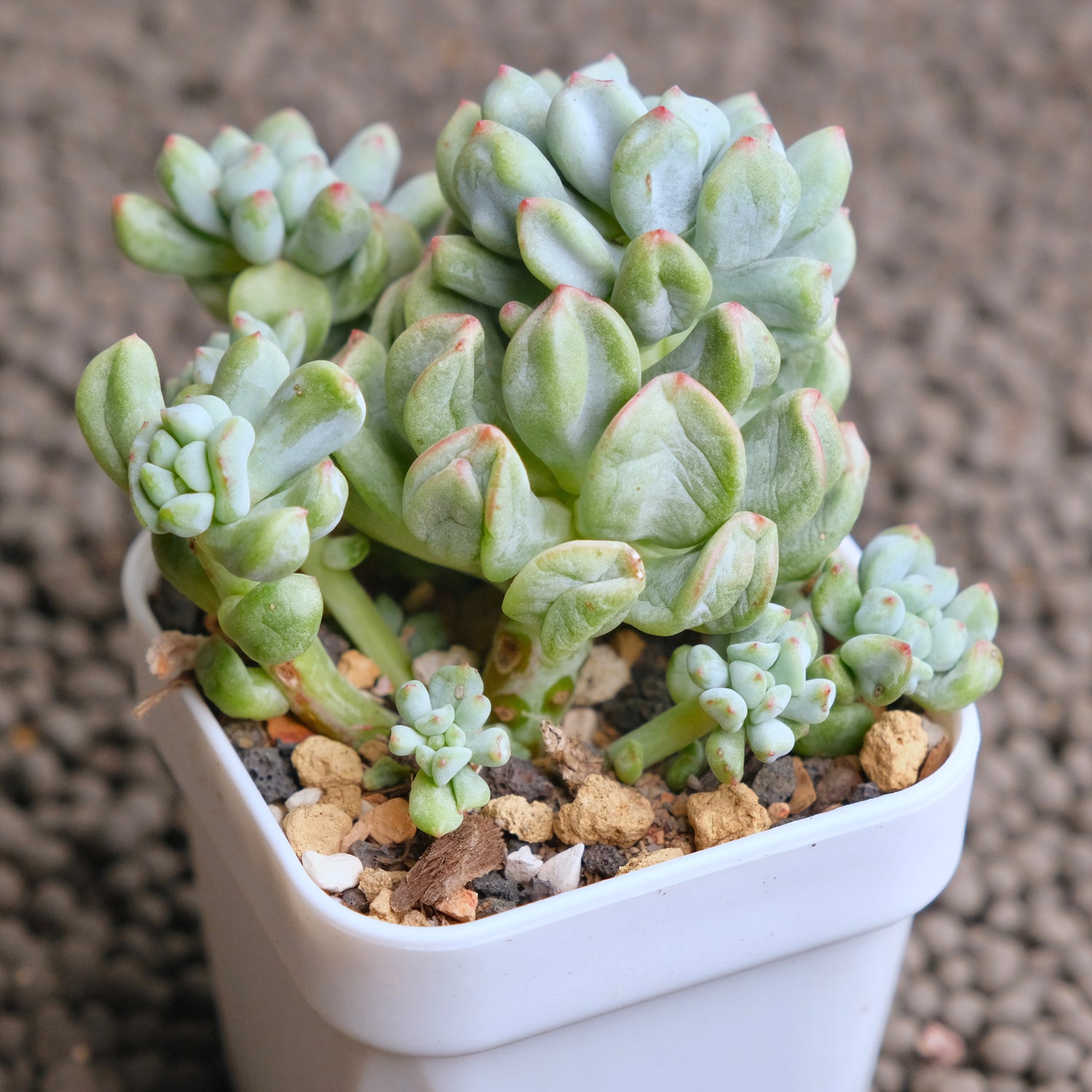 Sedeveria Pudge Finger cluster Imported Succulent Plant - B
