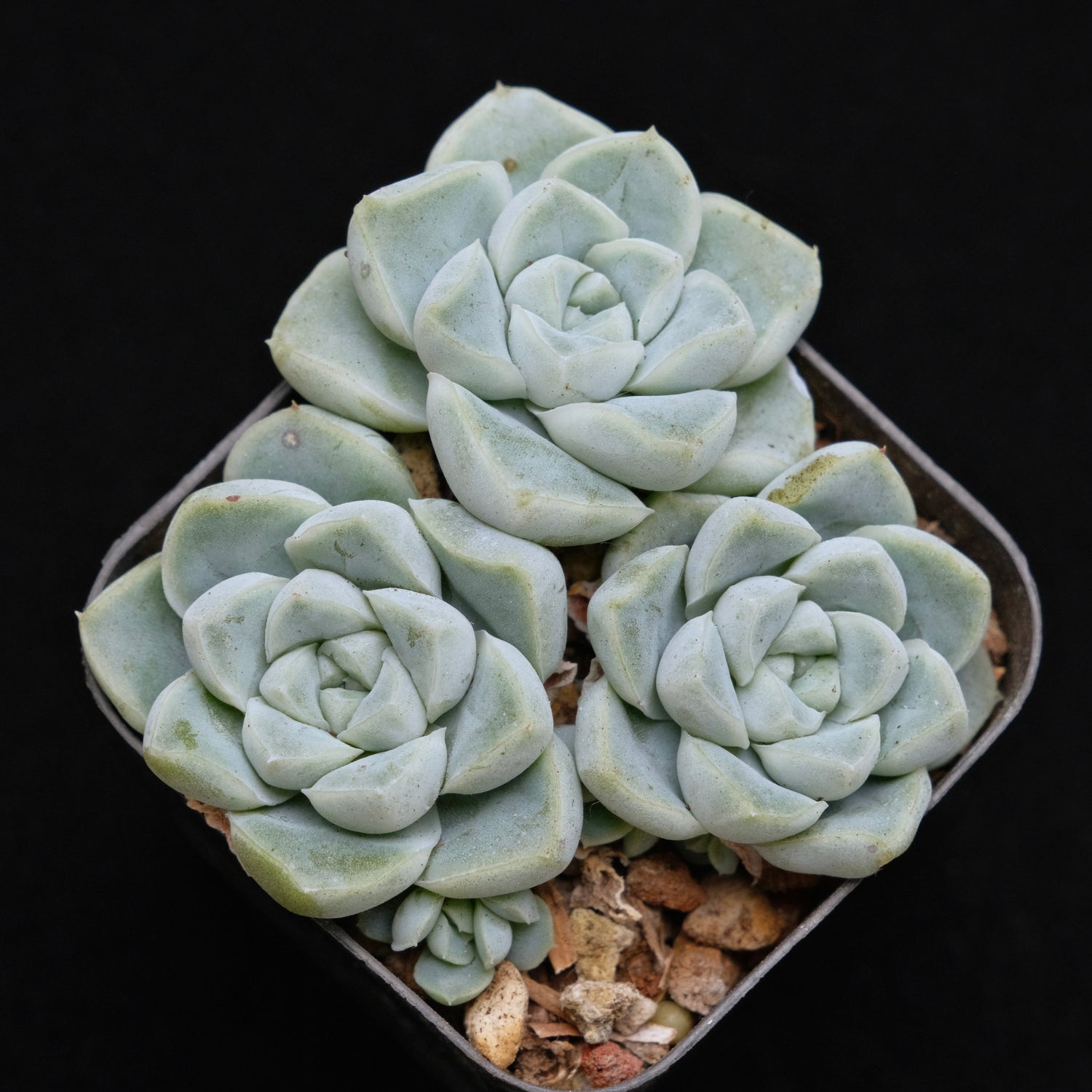 Echeveria Dodoli Korean Succulent Plant (no drops on leaves yet)
