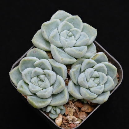 Echeveria Dodoli Korean Succulent Plant (no drops on leaves yet)