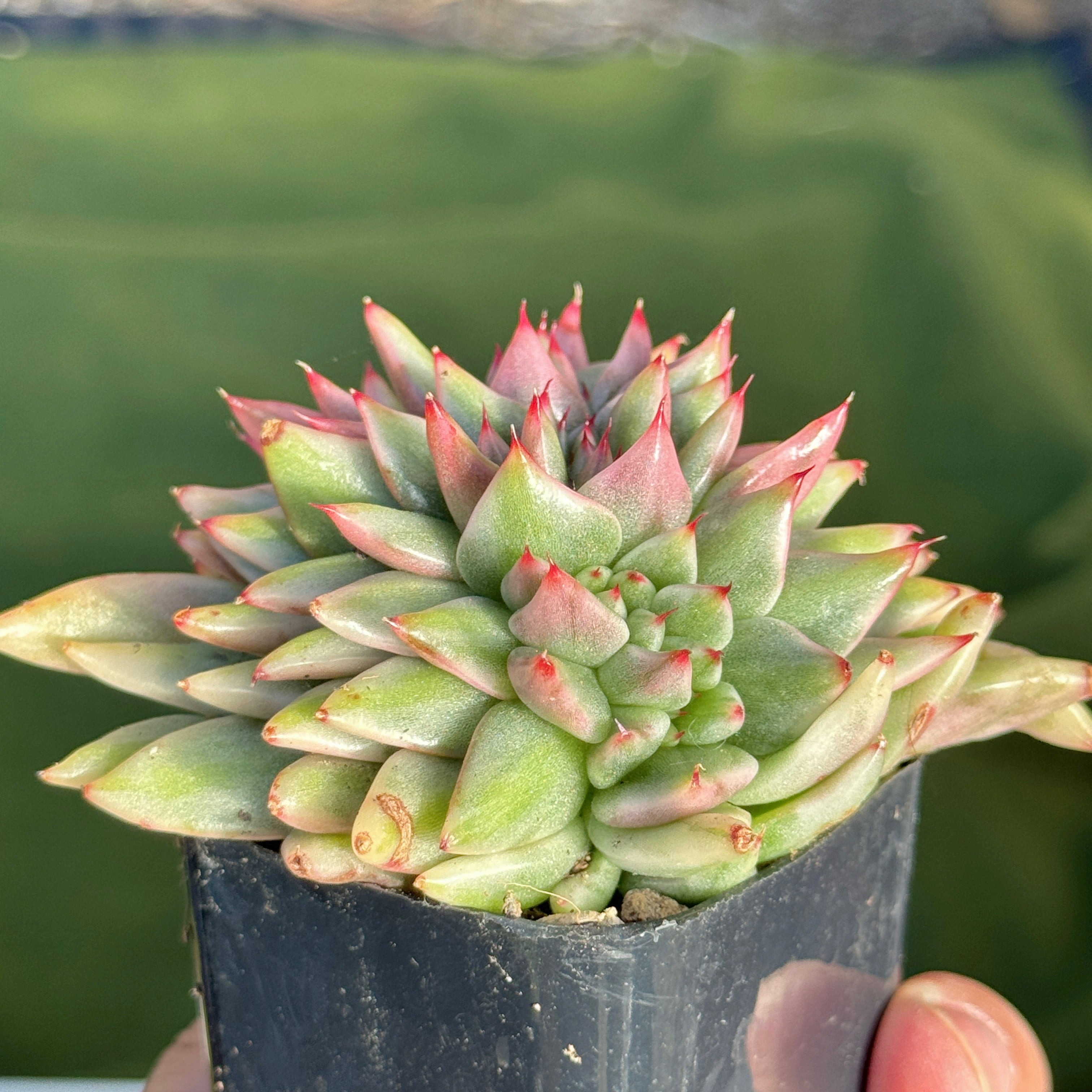 Variegated Echeveria Elkhorn cristata Korean Succulent Plant
