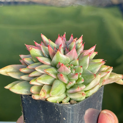 Variegated Echeveria Elkhorn cristata Korean Succulent Plant