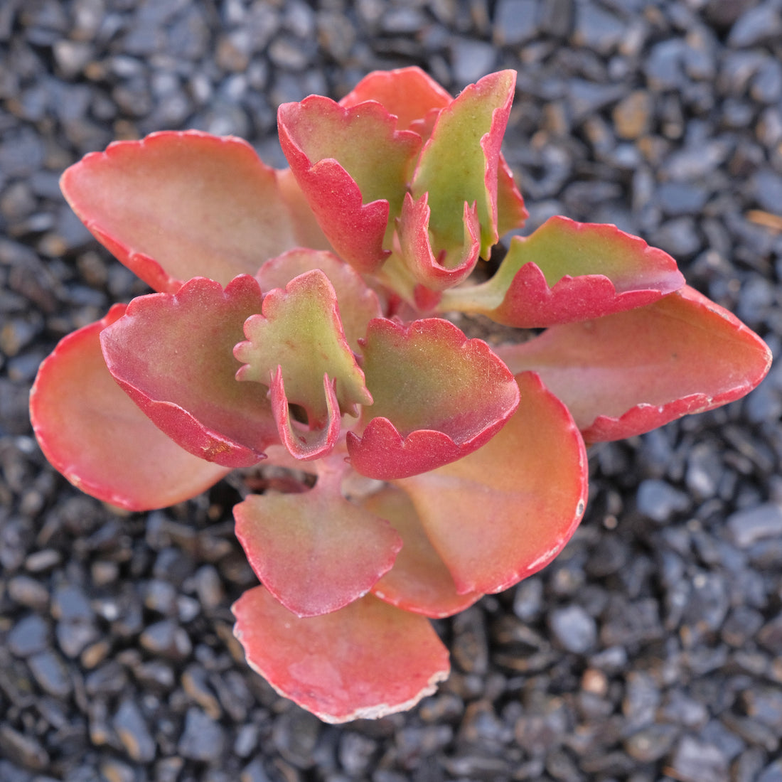 Kalanchoe sexangularis Locally Grown Succulent Plant