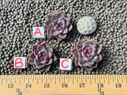 Echeveria Magenta Korean Succulent Plant