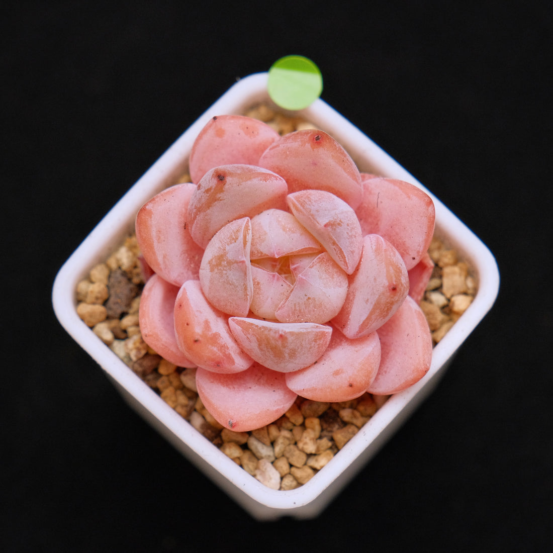 Echeveria Hyalina hybrid Imported Succulent Plant
