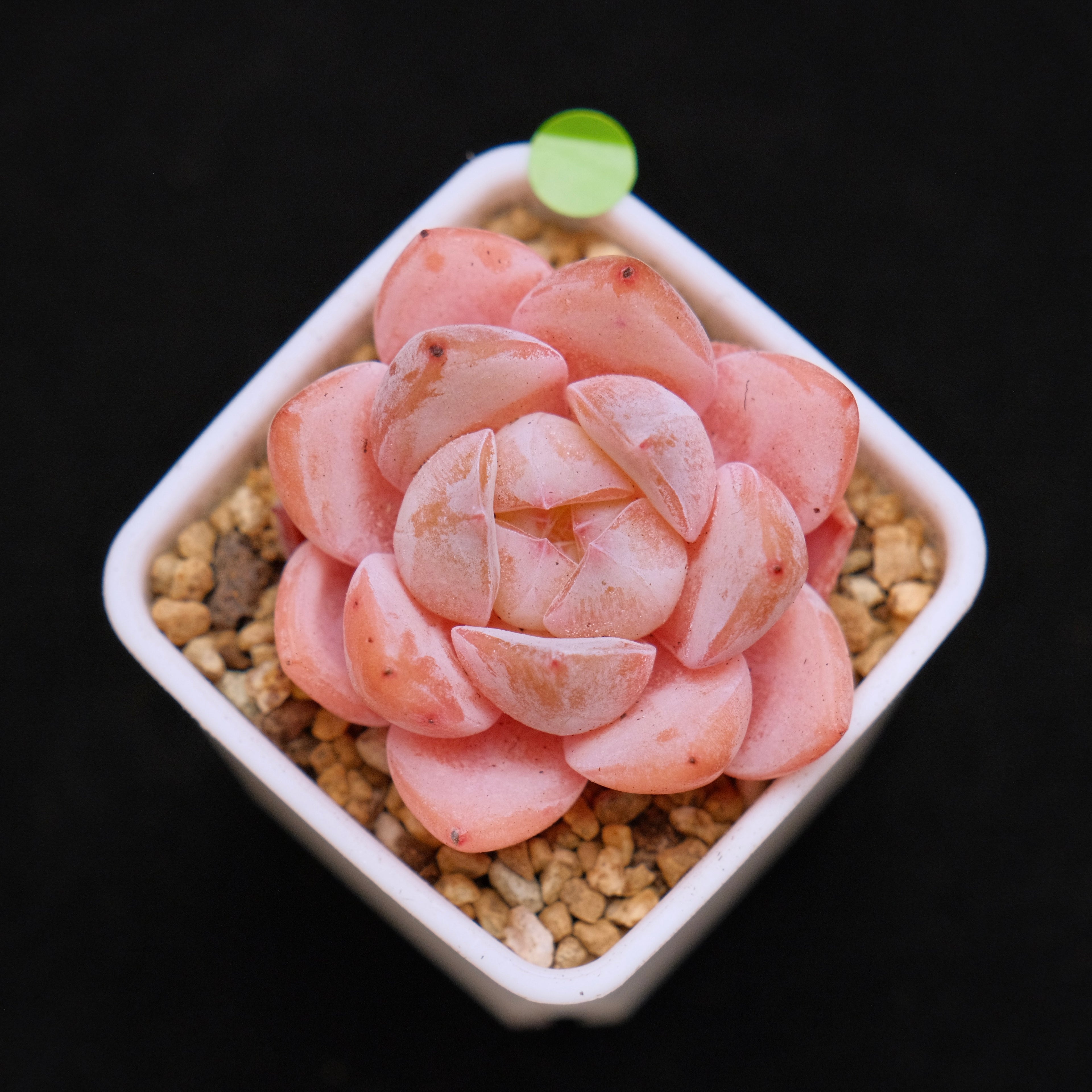 Echeveria Hyalina hybrid Imported Succulent Plant