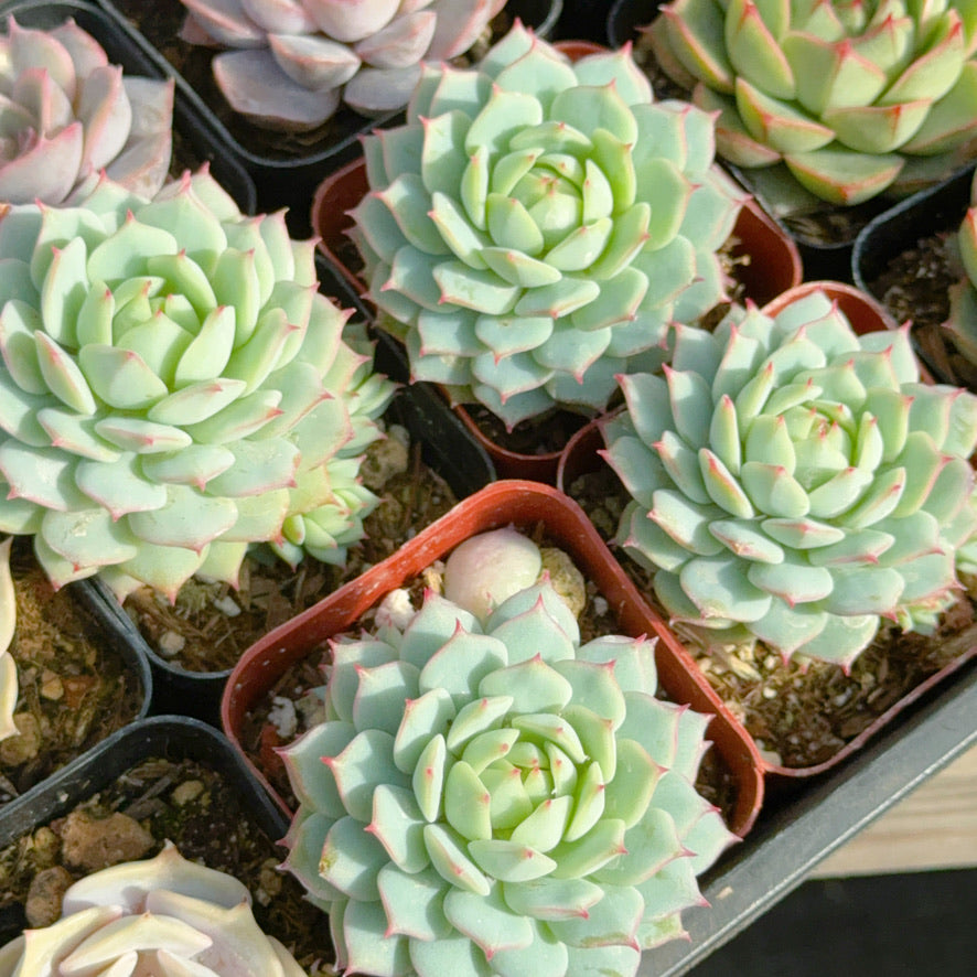 Echeveria &