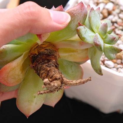 Big Echeveria colorata hybrid Korean Succulent Plant
