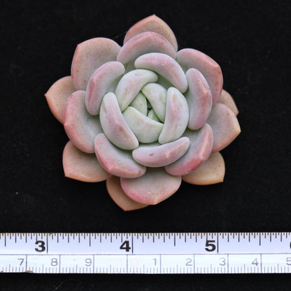 Pachyveria Ice Cream cutting Korean Succulent Plant