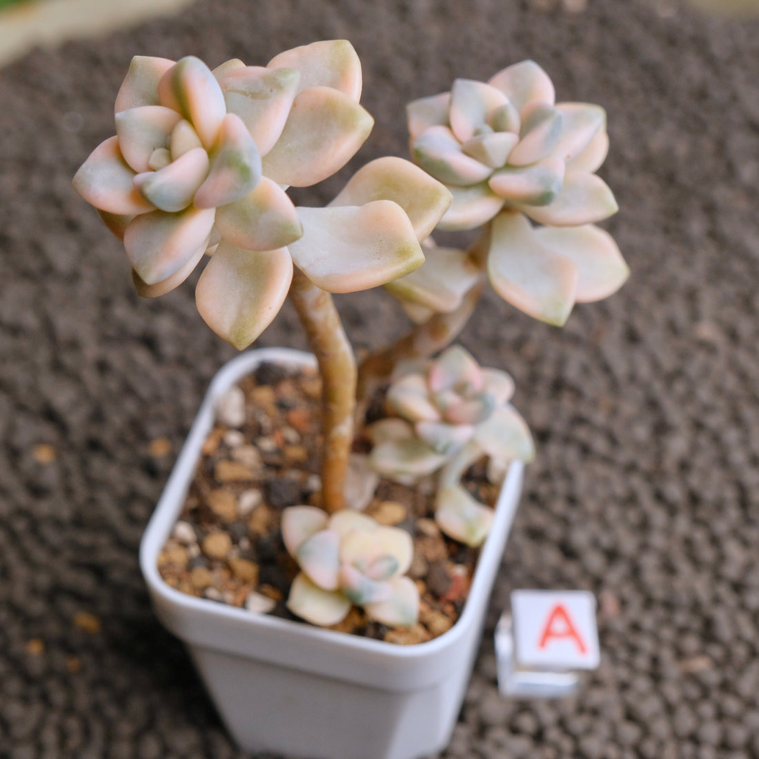 Graptoveria Titubans variegated Imported Succulent Plant - A