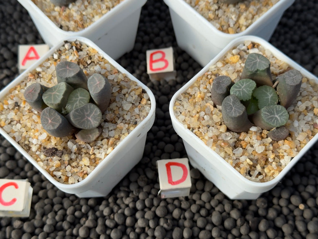 Haworthia maughanii Imported Succulent Plant