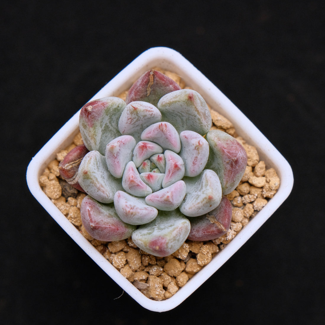 Echeveria Sato Korean Succulent Plant Rare Changhee hybrid