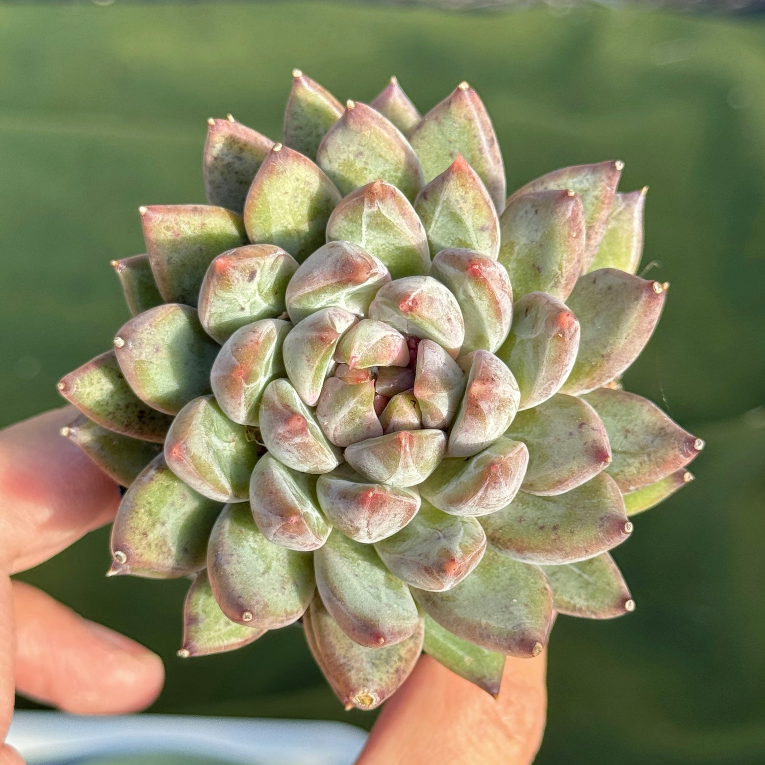 succulent plant in korean Echeveria Karban Korean Succulent Plant – Succielife