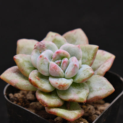 Monstrose Echeveria Champaign Korean Succulent Plant