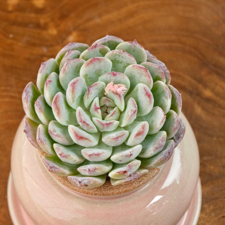 Echeveria Meteor Korean Succulent Plant Changhee hybrid
