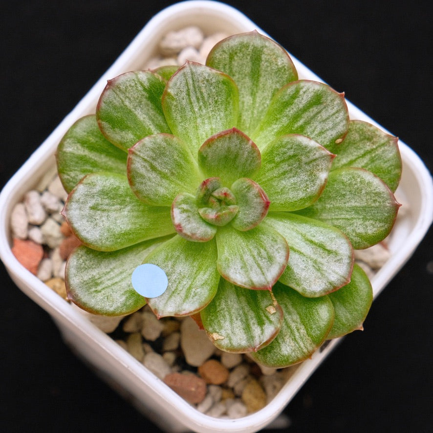 Variegated Echeveria Chris Boney Korean Succulent Plant