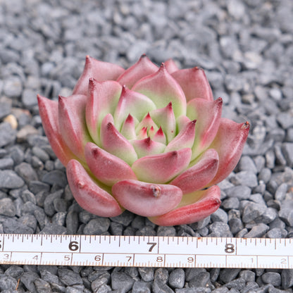 Echeveria Somnium Korean Succulent Plant