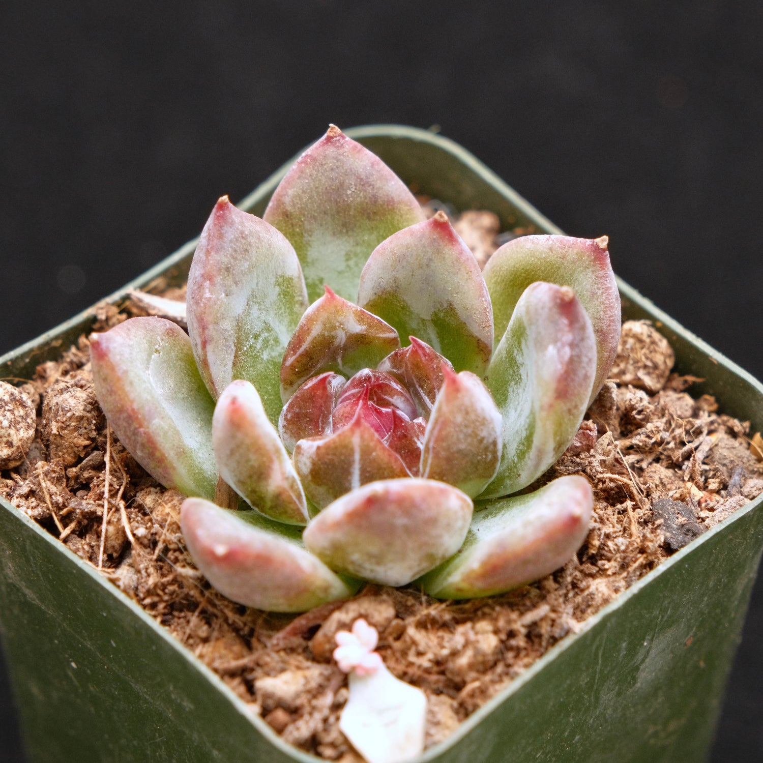 Echeveria Fog of Sea Korean Succulent Plant