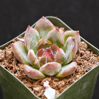 Echeveria Fog of Sea Korean Succulent Plant